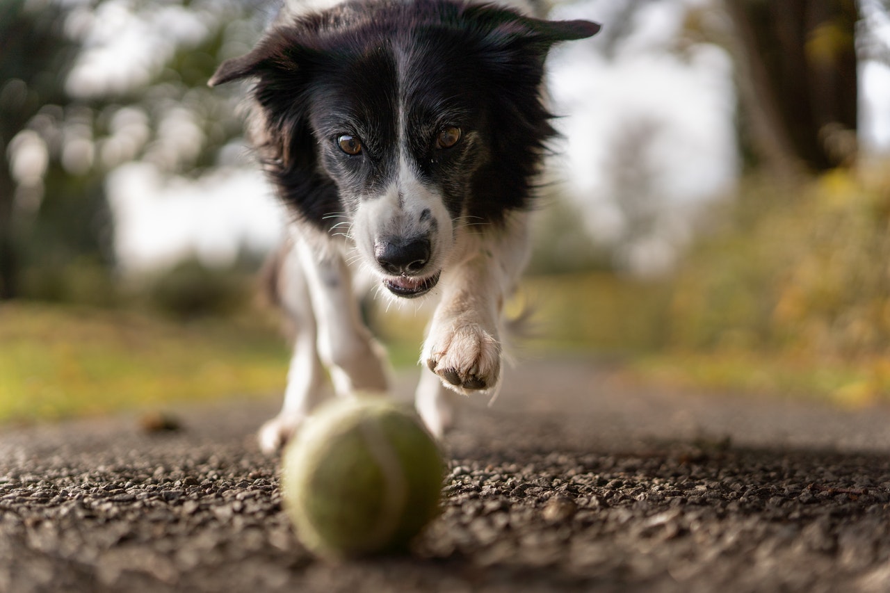 Border Collie Chasing Tennis Ball